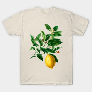 Lemon (Citrus Limonium)- Botanical Illustration T-Shirt